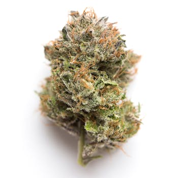 Kai' Dro Flower Frankenstein